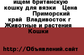ищем британскую кошку для вязки › Цена ­ 1 500 - Приморский край, Владивосток г. Животные и растения » Кошки   